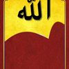 wllrookii40