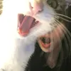 sswaggaa