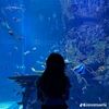 fatima_al_zara