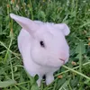 bunbuncool