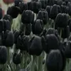 tulip.452