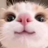 qtrong_beo