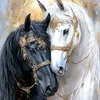 nosha6524