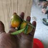 sk.kamrul465
