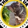 DeanTheDogMan1
