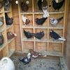 pigeon9189