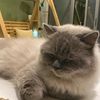 mycatslifebobby