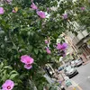 mtared.s.gdfh