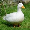 iamsduck