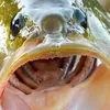 leftthefishdrippy