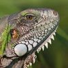 iguana_oficial