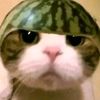 whysgt_