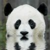 ghost.panda99