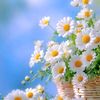 fadiaalselwy4