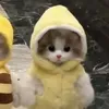 zoyeuucuawag
