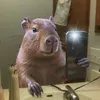 capibaraautentica