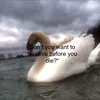 crokooo_tsst