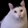 taisaomaylaichoiff