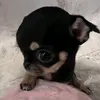 su_zi14