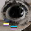 rivintheraccoon