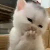 mecs_cay