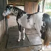 alexandre.souza451