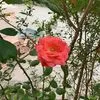 chinh.kim50