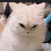 i.am.cat27