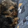 whinnynewpuppy