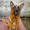 petslover2.2