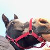 equestrianlover40