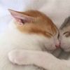 .yinyang544