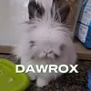 dawrox8