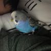 Cherry_474