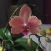 arerewa62