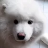 blancathesamoyed