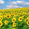 thuanhang_61