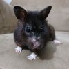 hamster6952
