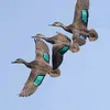 ياسرالهلالي (🦆♥🐟)الصياد
