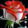 user09791506858
