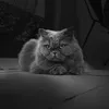 victor_extr