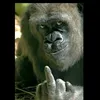thomi_el_10