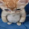 _shadowbotik__