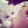 vivi.rowr