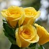 rody.khaled11