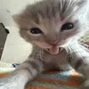 imjustrebe_