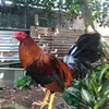 babao9746