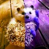 dark_light_hedgehog_