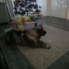 inoizy