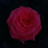 _super_461